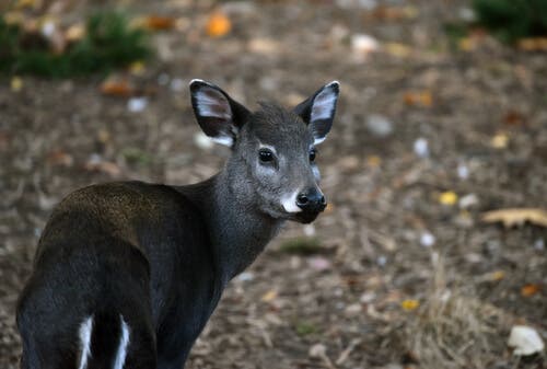 Schopfhirsch Elaphodus Cephalophus - Weibchen