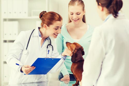 Hund beim Tierarzt