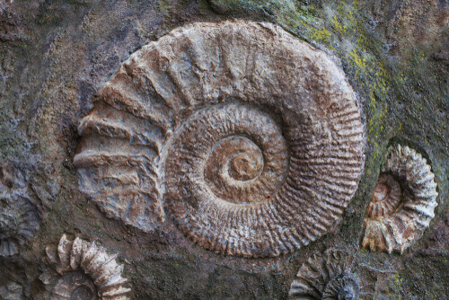 Ammonitenfossilien