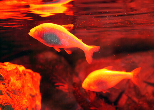 Astyanax mexicanus