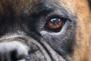 Blindheit bei Hunden: Früherkennung und Behandlung