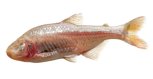 Der mexikanische Salmler