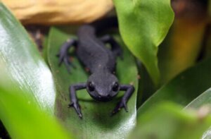 Die Färbung dieser Amphibien ist bei allen bräunlich-schwarz mit einem orangefarbenen Bauch.