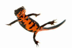 Der Feuerbauchmolch: Eigenschaften und Pflege