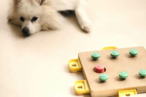 Spiele für Hunde, bei denen sie denken müssen