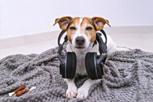 Ein eingeschaltetes Radio wird die Trennungsangst bei Hunden nicht beheben