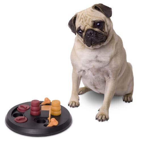 Spiele für Hunde, die ihr Gehirn stimulieren