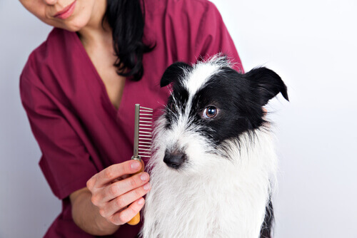 Fellpflege bei Hunden – Wichtige und praktische Tipps
