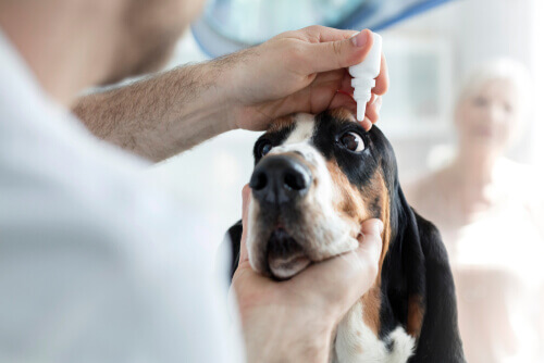 Hornhautgeschwür bei Hunden: Tipps und Behandlungen