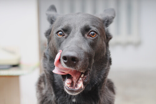 Hund leckt sein Maul