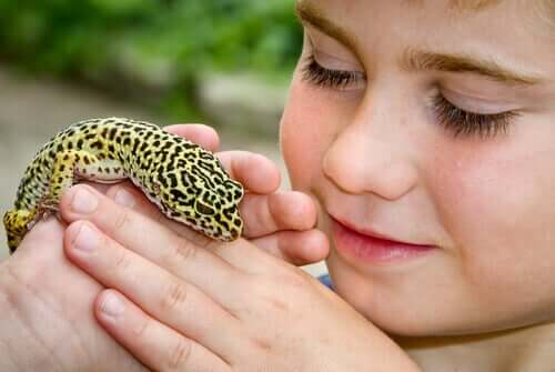 Der Gemeine Leopardgecko - ein ideales Haustier