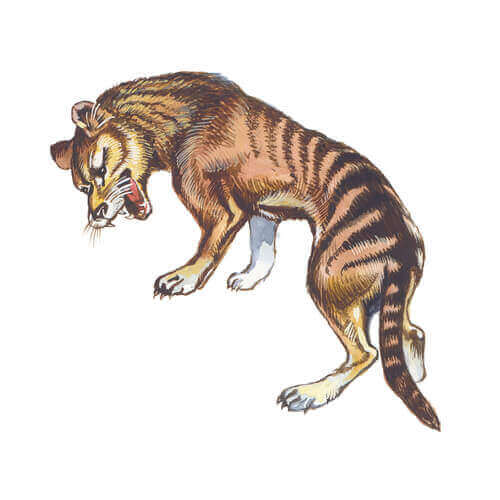 Der Tasmanische Tiger: Merkmale und Eigenschaften