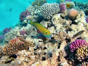Korallenriffe und ihre Symbiose mit mikroskopisch kleinen Algen
