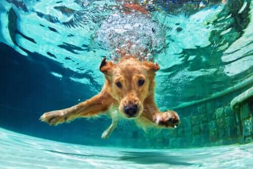 Schwimmen für Hunde: Alles Wissenswerte