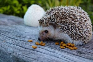 Das Wobbly Hedgehog Syndrom (WHS): Was ist das?
