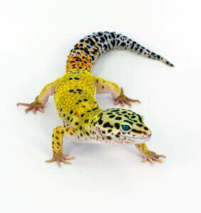 Der Gemeine Leopardgecko - Nahaufnahme