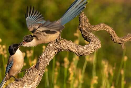 Matrilineare Polyandrie - ein Vogel füttert einen anderen Vogel