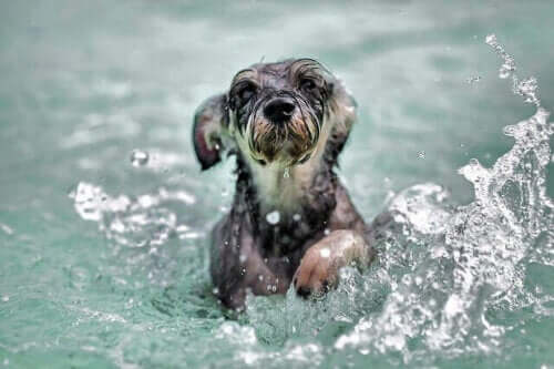 Schwimmen für Hunde - Hund im Wasser