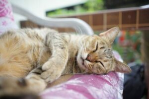 AIDS bei Katzen - schlafende Katz