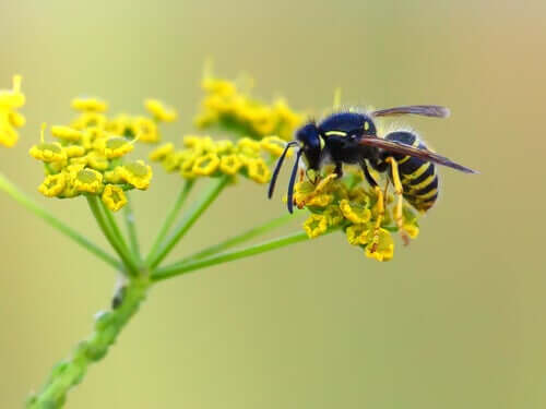 Bestäubung - Wespe auf Blüte