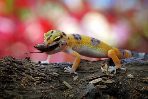 Der Gemeine Leopardgecko - mit Beute