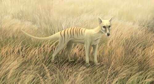 Der Tasmanische Tiger