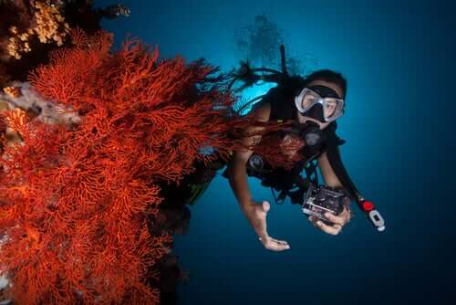 Korallenriffe - Taucher an Koralle