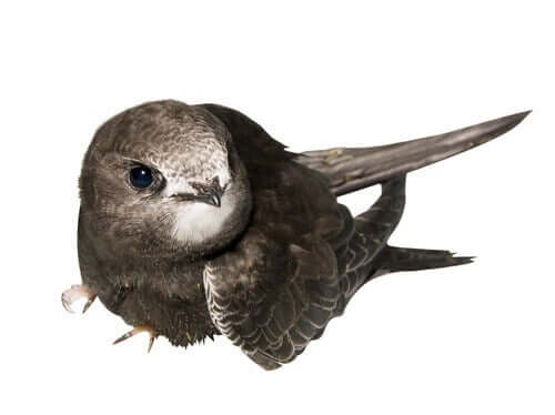 Mauersegler - Gemälde