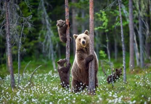 Schriftsteller - 3 Bären im Wald