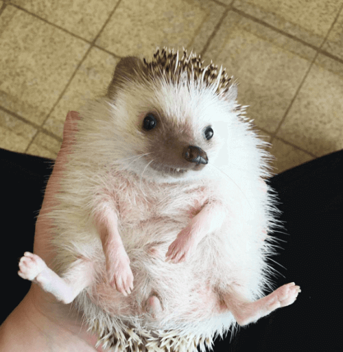 Wobbly-Hedgehog-Syndrom-Igel auf dem Rücken