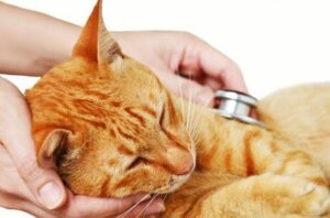 AIDS bei Katzen - Untersuchung