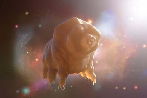 Kryptobiose - schwebender Tardigrade