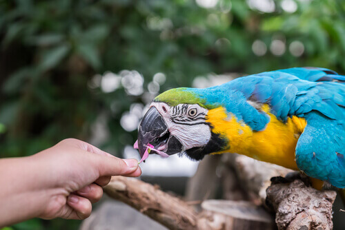 Die kognitiven Fähigkeiten von Papageien