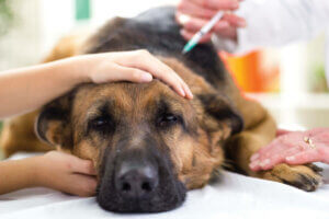 Hundeimpfungen sind der effektivste Weg, um verschiedenen Krankheiten vorzubeugen