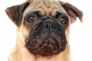 Akne bei Hunden: Merkmale und Behandlung