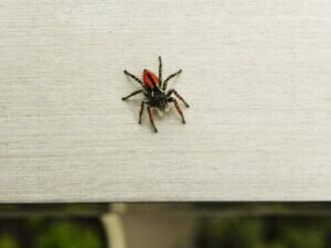 Angst vor Spinnen: Wie du Arachnophobie überwinden kannst