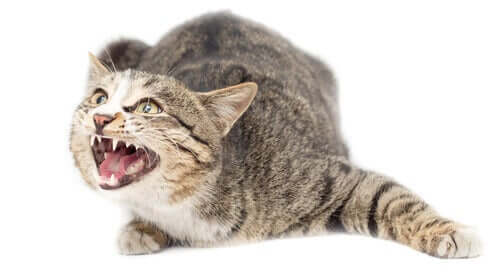 Angststörungen: Können auch Katzen darunter leiden?
