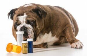 Die richtige Dosierung von Medikamenten für Hunde