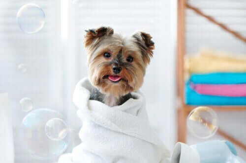 Wie du Feuchttücher zur Reinigung deines Haustieres verwenden kannst