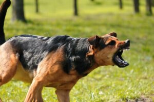 Rechtliche Auswirkungen einer tödlichen Hundeattacke