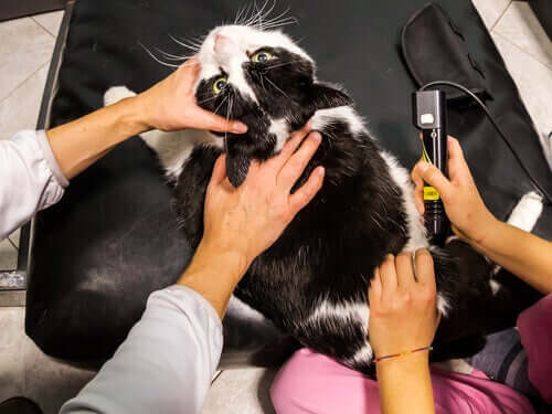 Lasertherapie bei Haustieren: Alles Wissenswerte
