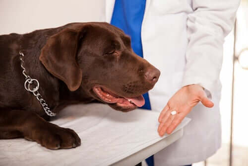 Können Hunde Medikamente für Menschen einnehmen?