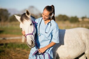 Krätze bei Pferden: Pflege und Behandlung