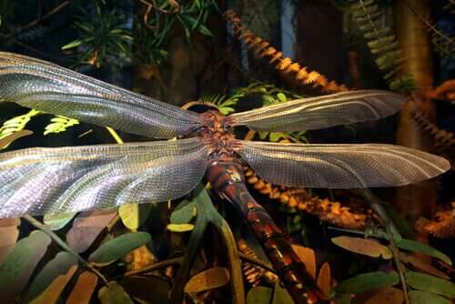 Die Rieseninsekten, die einst den Planeten beherrschten