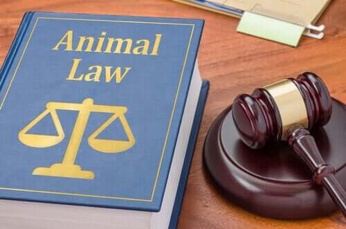 Warum könnte ein Haustier einen Tieranwalt benötigen?