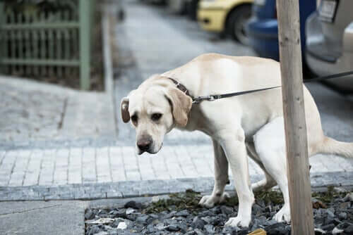 Verdauungsbeschwerden bei Hunden: Behandlung und Vorbeugung