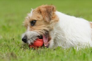 Zwangsstörung bei Hunden: Ursachen und Behandlung