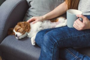 Gründe, warum ein Haustier bewusstlos werden kann