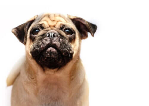 Akne bei Hunden Merkmale und Behandlung Deine Tiere