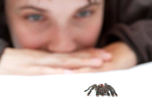 Angst vor Spinnen - Kind beobachtet Spinne